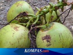 Coconut thief slashes his neighbor because he threatened to report it to the police
