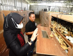 See the Duck Village in Banyuwangi, Empowering Citizens Capable of Production 2000 Cut Duck Tails Per Day