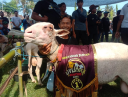 Sopas Domba Asli Banyuwangi, Peternak Butuh Peran Pemerintah Guna Legalitas Status