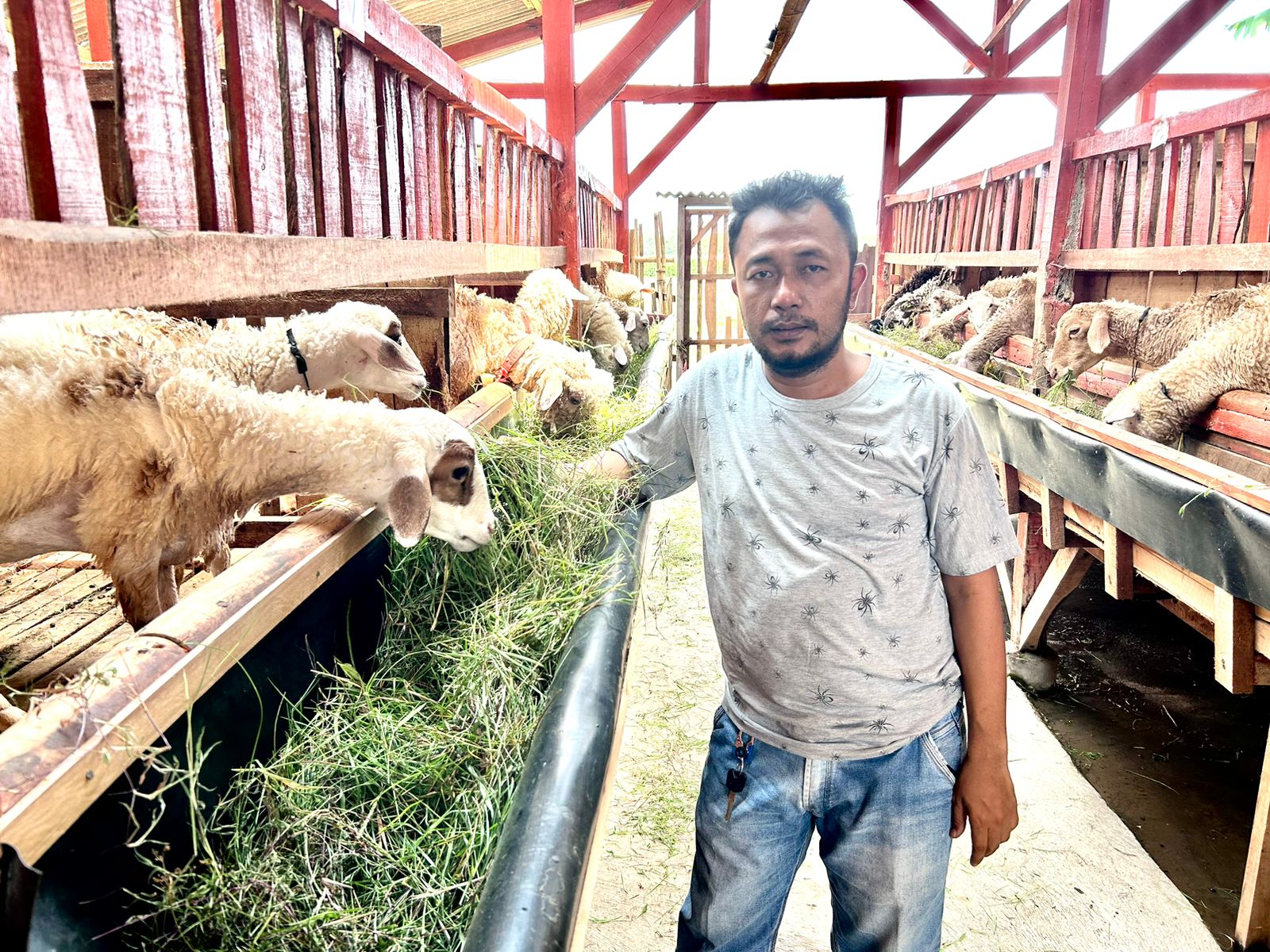 carve-success:-Banyuwangi-journalist-turned-superior-goat-breeder