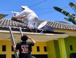 Danger to Citizens, Vespa Wasp Nest Evacuated from Roof of Resident's House in Banyuwangi – Tribunjatim.com