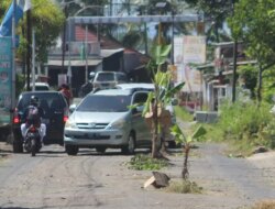 Annoyed Citizens, Two Kilometers of Highway Planted with Banana Trees – Radar Banyuwangi