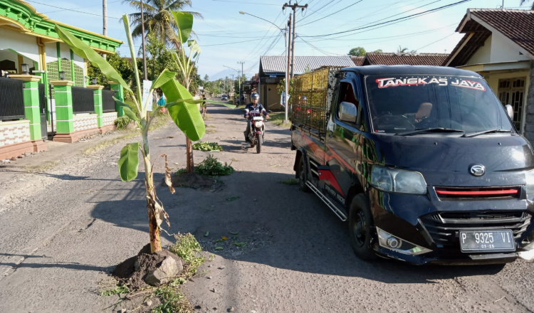 Often Eats Victims, Residents Plant Banana Trees on Damaged Road Glenmore Banyuwangi