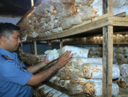 Prisoners in Banyuwangi Equipped with Oyster Mushroom Cultivation Skills