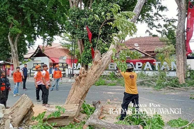 pohon-besar-di-depan-kantor-dpc-pdip-banyuwangi-tumbang,-bmkg:-waspadai-angin-kencang-dan-petir