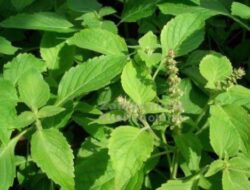 Cerita Pengalaman Kesembuhan Melalui Doa dan Ramuan Herbal