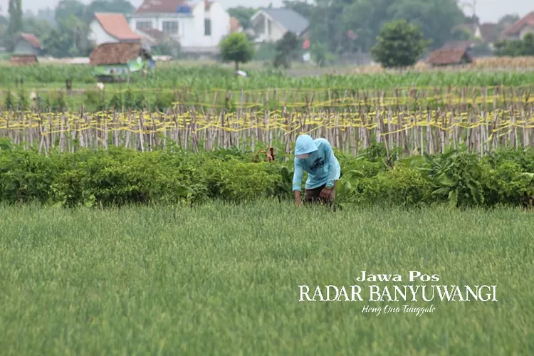 harga-bawang-merah-yang-kini-terus-naik,-petani-di-muncar-anggap-bisa-menutupi-biaya-operasional