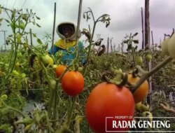 Harga Tomat Meroket Akibat Karat Daun yang Sulit Diatasi Petani