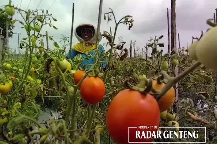 harga-tomat-meroket-akibat-karat-daun-yang-sulit-diatasi-petani