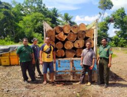 Modus Muat Kayu Jati Diduga Ilegal dengan Ditutupi Cooler Box Diungkap Polisi