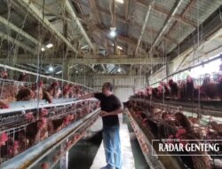 Harga Telur Ayam Berpotensi Naik, Dampak Naiknya Harga Pakan yang Terus Melambung