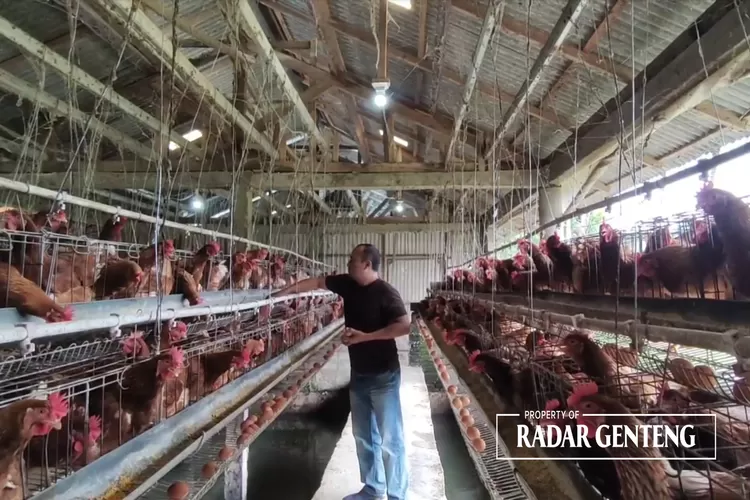 harga-telur-ayam-berpotensi-naik,-dampak-naiknya-harga-pakan-yang-terus-melambung