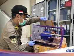 Balai Karantina Jatim Gagalkan Penyelundupan Burung Kicau dari Bali ke Jawa