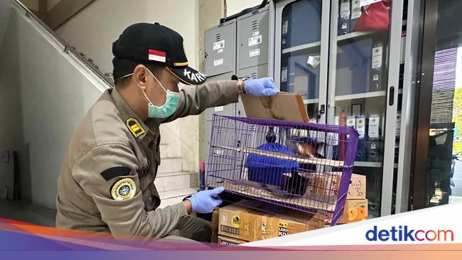 balai-karantina-jatim-gagalkan-penyelundupan-burung-kicau-dari-bali-ke-jawa