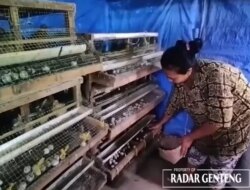 Peternak Burung Puyuh Keluhkan Harga Konsentrat Naik, Membuat Peternak Bisa Bangkrut