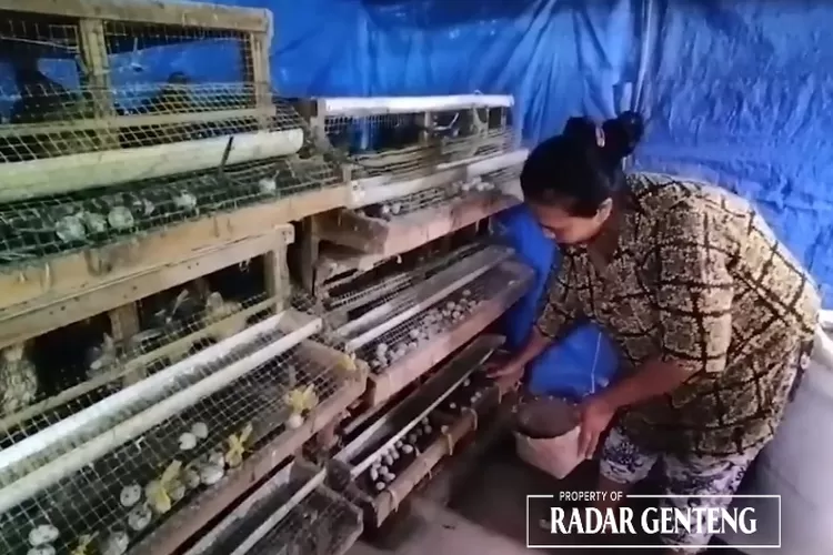 peternak-burung-puyuh-keluhkan-harga-konsentrat-naik,-membuat-peternak-bisa-bangkrut