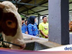 Bupati Ipuk Kunjungi Peternakan Sapi Anak Muda Banyuwangi Beromzet Miliaran