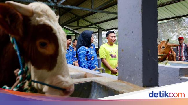 bupati-ipuk-kunjungi-peternakan-sapi-anak-muda-banyuwangi-beromzet-miliaran