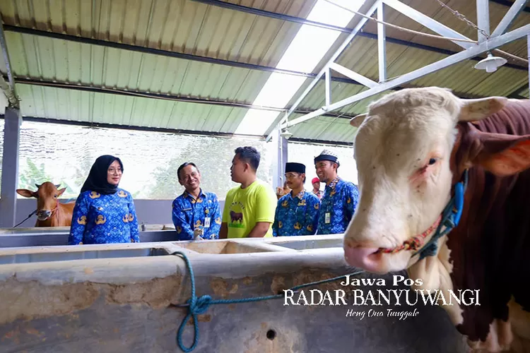 dikelola-anak-muda-banyuwangi,-omzet-setahun-sukses-jualan-sapi-tembus-rp-5-miliar