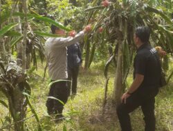 Pria Asal Genteng Ditemukan Gantung Diri di Kebun Buah Naga