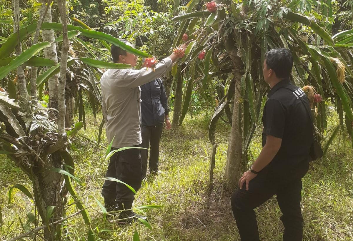 pria-asal-genteng-ditemukan-gantung-diri-di-kebun-buah-naga