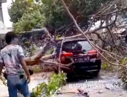 Pohon Tumbang dan Papan Reklame Beterbangan, BMKG Banyuwangi: Waspadai Angin Kencang Sepekan ke Depan