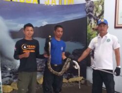 Petugas Damkarmat Evakuasi Ular Piton Sepanjang 2,5 Meter