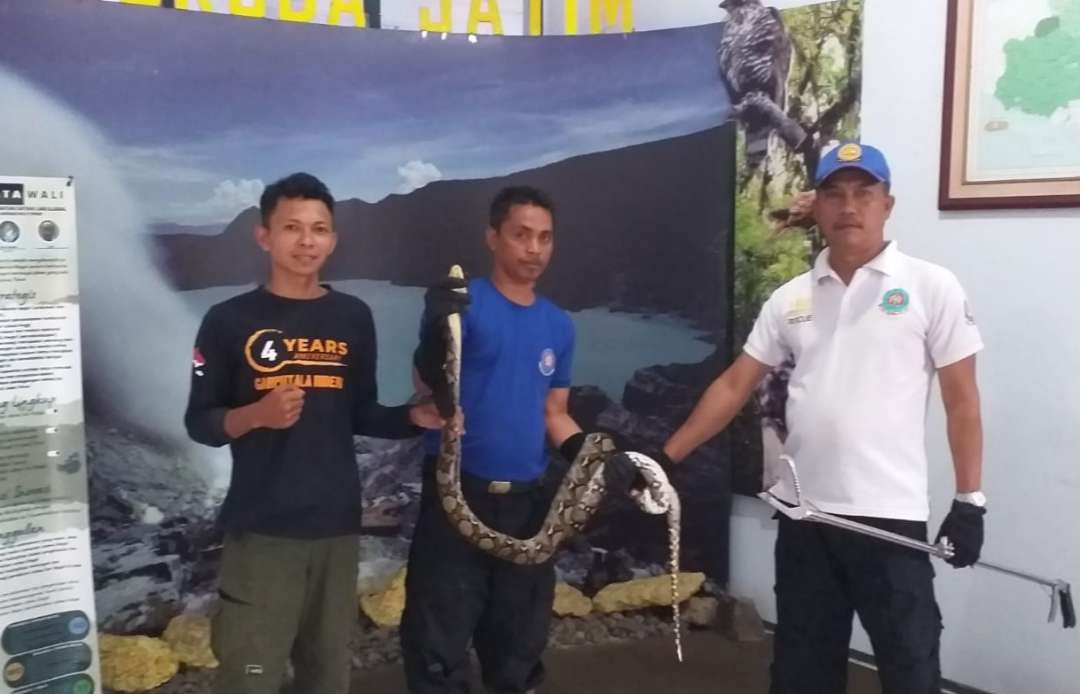 petugas-damkarmat-evakuasi-ular-piton-sepanjang-2,5-meter