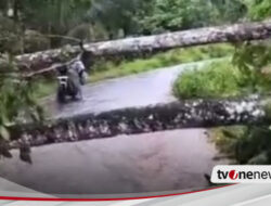 Diguyur Hujan Angin, Sejumlah Jalan di Banyuwangi Tertutup Pohon Tumbang