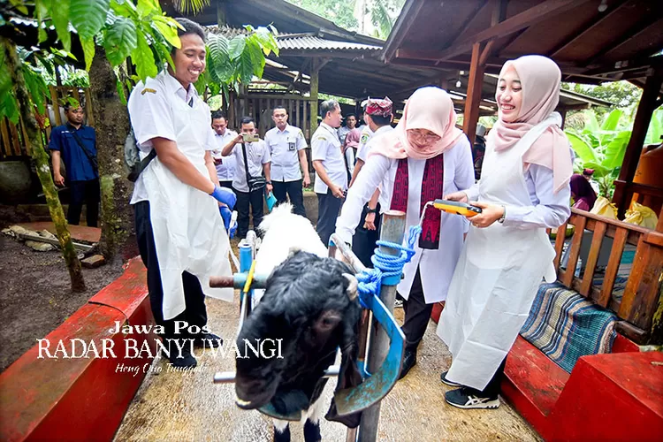 kunjungi-peternakan-kambing-di-telemung,-bupati-ipuk-ajak-generasi-muda-kreatif-gali-potensi