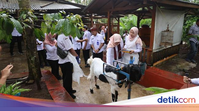 pemuda-banyuwangi-sukses-berdayakan-warga-lewat-peternakan-kambing-perah