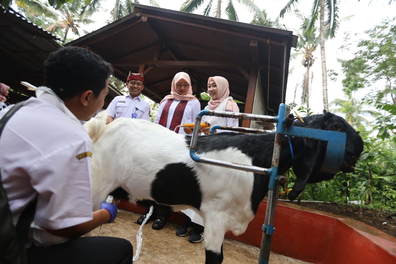 pemuda-desa-banyuwangi-sukses-berdayakan-warga-lewat-peternakan-kambing-perah