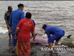 Bayi Paus Sirip Terdampar Jadi Tontotan Warga Jangkar Situbondo, Ada Berebut Jadi Objek Swafoto