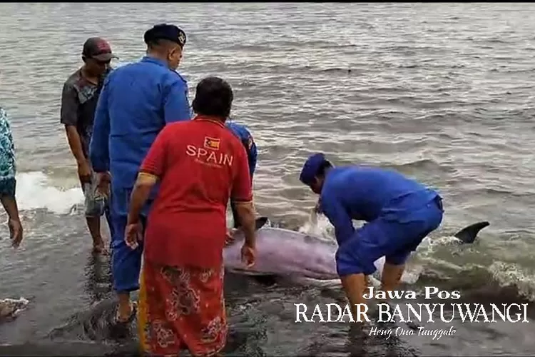 bayi-paus-sirip-terdampar-jadi-tontotan-warga-jangkar-situbondo,-ada-berebut-jadi-objek-swafoto