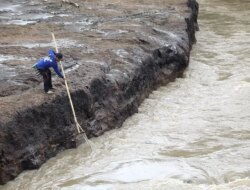 Rezeki Musim Hujan, Pintu Dam Singir Dibuka Warga Muncar Langsung Berburu Ikan