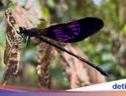 Asyiknya Belajar soal Capung Beraneka Warna di Wisata Jopuro Banyuwangi