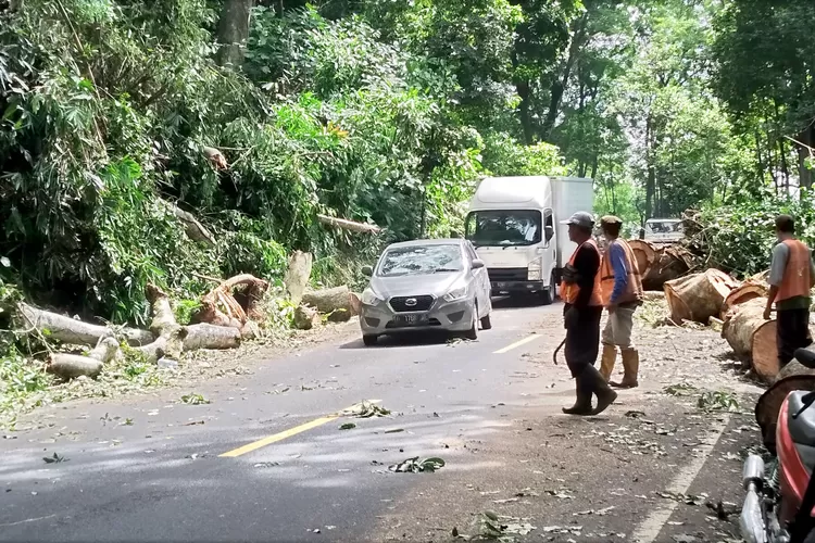 imbas-pohon-tumbang-di-gumitir,-polantas-banyuwangi-berlakukan-sistem-buka-tutup