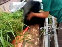 Kelabuhi Tim Patroli Taman Nasional Baluran Situbondo, Kayu Jati Curian Ditutupi Rumput