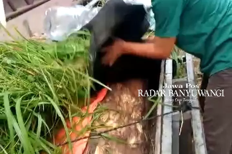 kelabuhi-tim-patroli-taman-nasional-baluran-situbondo,-kayu-jati-curian-ditutupi-rumput