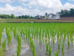 Saat Beras Mahal, Musim Panen Raya di Banyuwangi Mundur