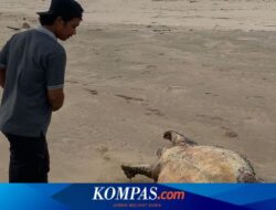 Setelah Lumba-lumba, Warga Pancer Banyuwangi Temukan Penyu Raksasa Mati Terdampar di Pantai
