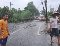 Pohon Trembesi Tumbang Sebabkan Kemacetan Panjang Kendaraan di Desa Dadapan Banyuwangi