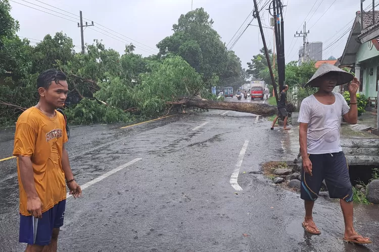 pohon-trembesi-tumbang-sebabkan-kemacetan-panjang-kendaraan-di-desa-dadapan-banyuwangi