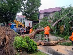 Pohon Tumbang Timpa Tiang PLN, Jalan Adi Sucipto Banyuwangi Macet, Aliran Listrik Mati