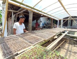 Permintaan Bibit Cabai Masih Tinggi, Perajin Pembibitan di Banyuwangi Kewalahan