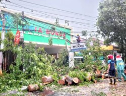 PLN Banyuwangi Kepras Dahan Pohon Sepanjang Ketapang sampai Bajulmati