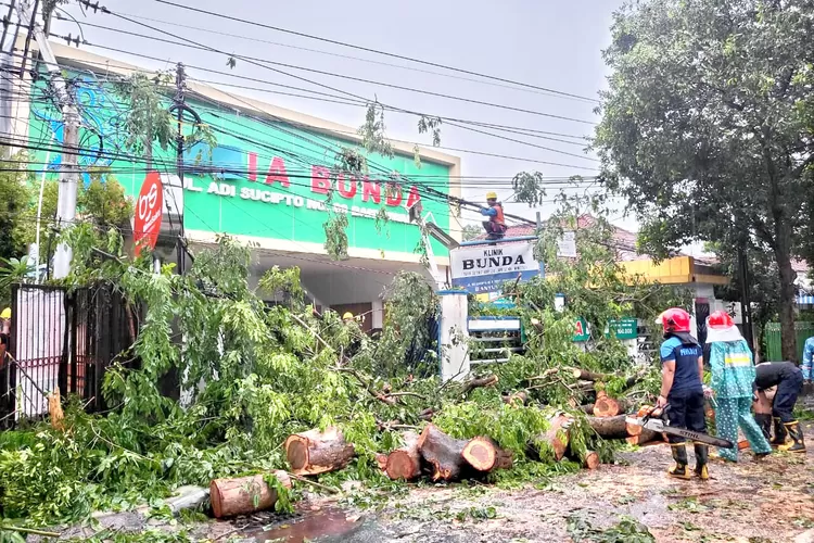pln-banyuwangi-kepras-dahan-pohon-sepanjang-ketapang-sampai-bajulmati