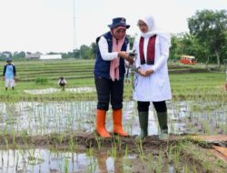 Pertanian Presisi, Cara Banyuwangi Atasi Minimnya Pupuk Subsidi