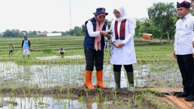 Precision Agriculture, How Banyuwangi Overcomes the Lack of Subsidized Fertilizer