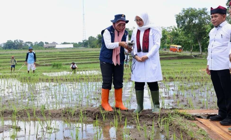 pertanian-presisi,-cara-banyuwangi-atasi-minimnya-pupuk-subsidi